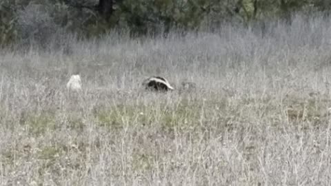 Young Skunk In Spring