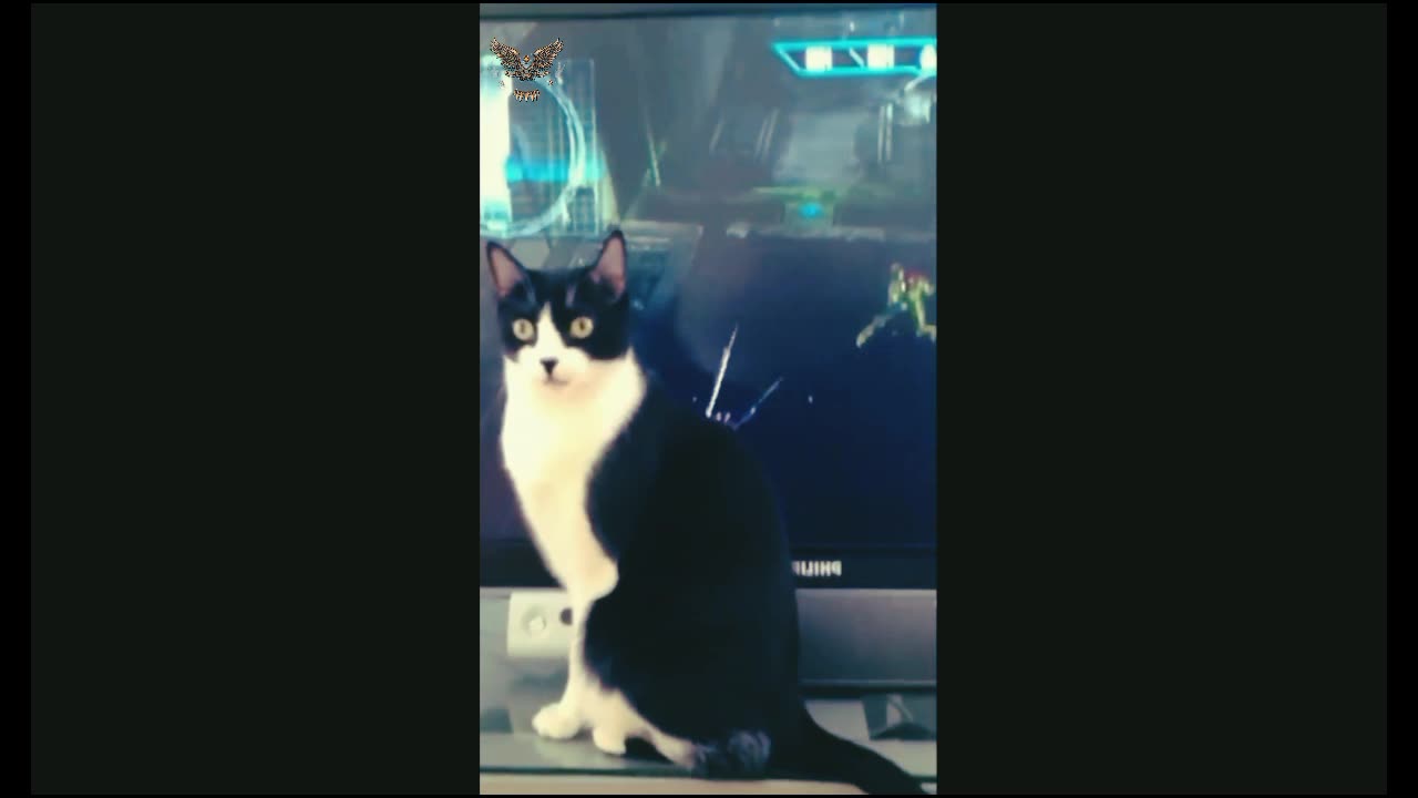 Funny 😺😺 cats
