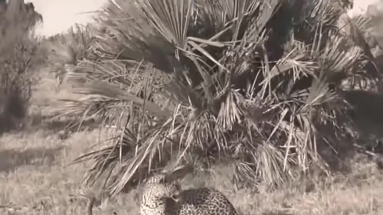 Animals Save Animals! The Monkey saved the Deer from the Leopard