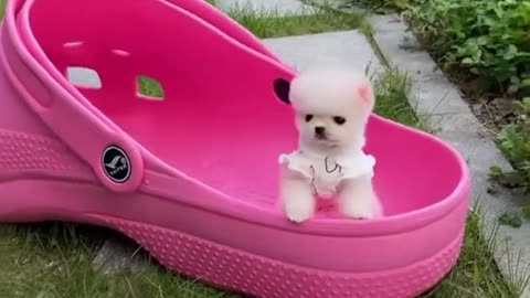 Dog Lovers, O.M.G. So Absolutely Adorable #shorts #shortsvideo #video #viral