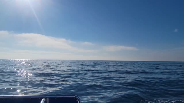 Dana Point whale Watching trip