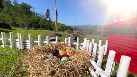 Smart Bim Bim helps ducks find colorful eggs | Fun and cute moments with Bim Bim and ducklings