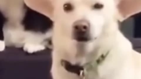 Dog funny video