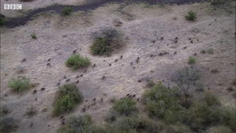 Baboon Troops Clash Over Territory | Life | BBC Earth BBC Earth 11