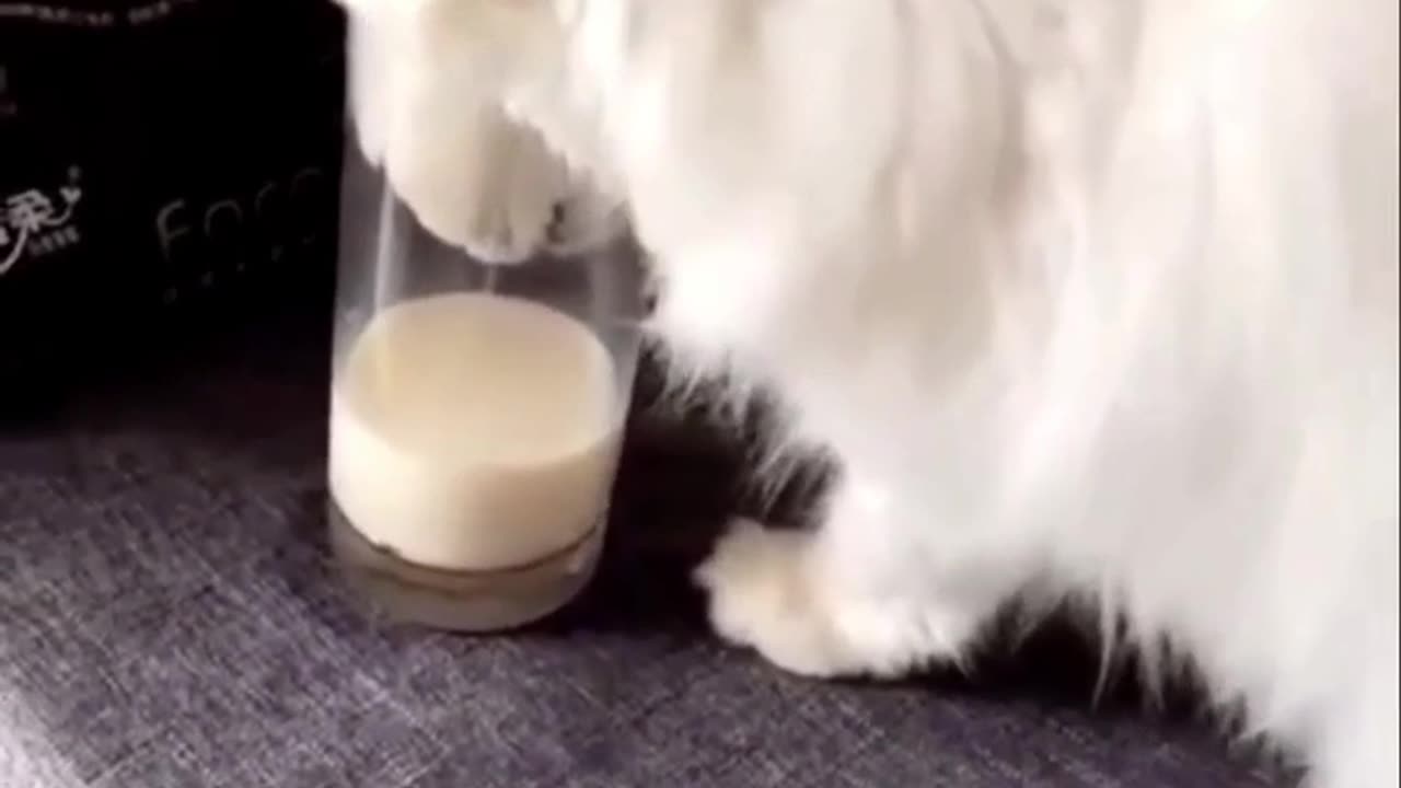 Fluffy cat drinking milk in a glass