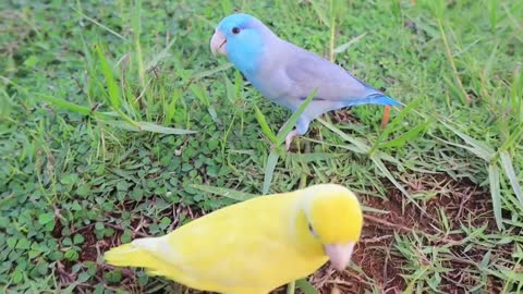 Parrotlets making love