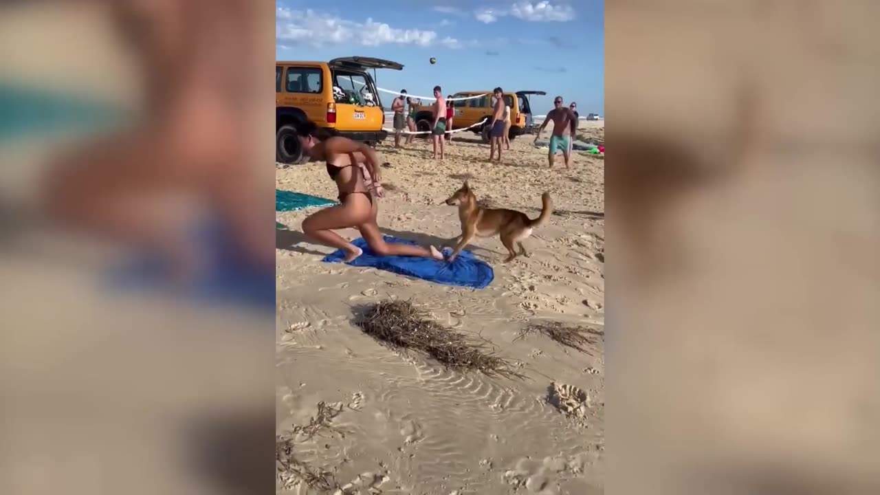 Australia.dingo bites sunbathing tourist in Queensland's