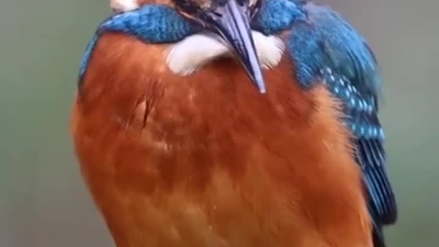 Beautiful kingfisher