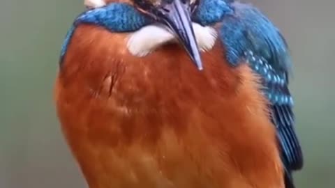 Beautiful kingfisher