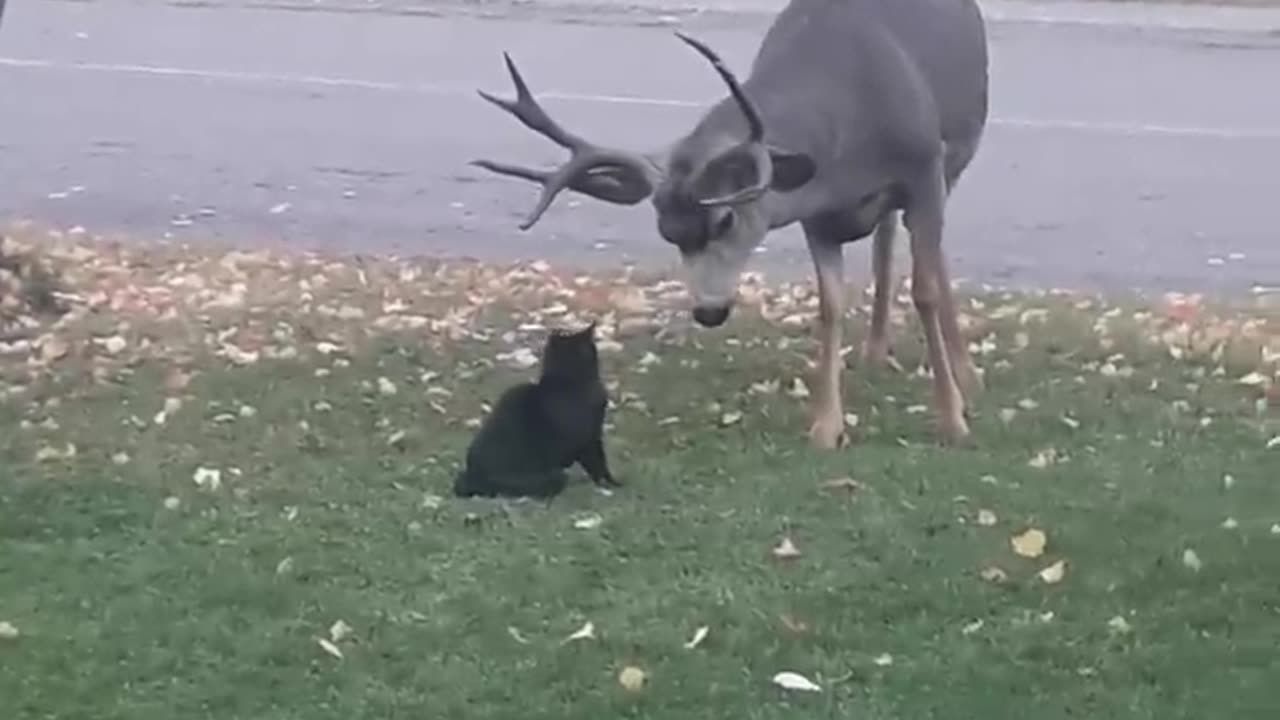 Cats are not afraid of anything
