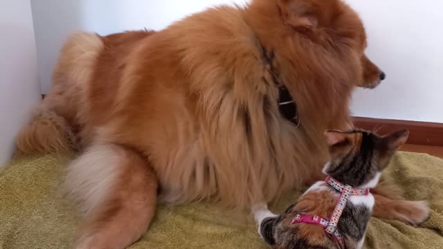 Cat And Dog Funny Video