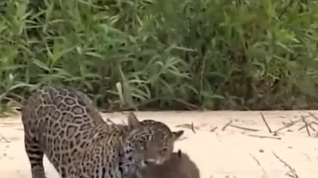 Is this a groundhog? The one that got caught by the leopard