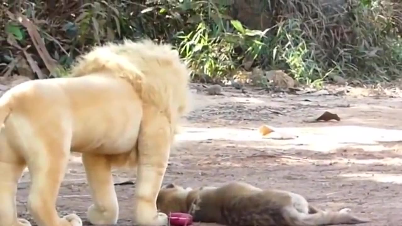 funny animal video