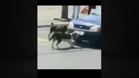 Funny Cats & Dogs Complications🤣