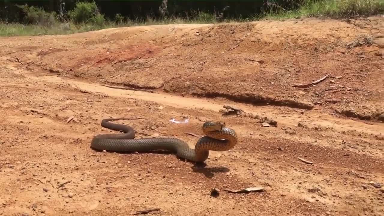 50 OUTRAGEOUS Wild Animal Moments From AUSTRALIA!