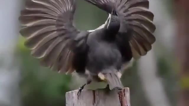 The wind bird