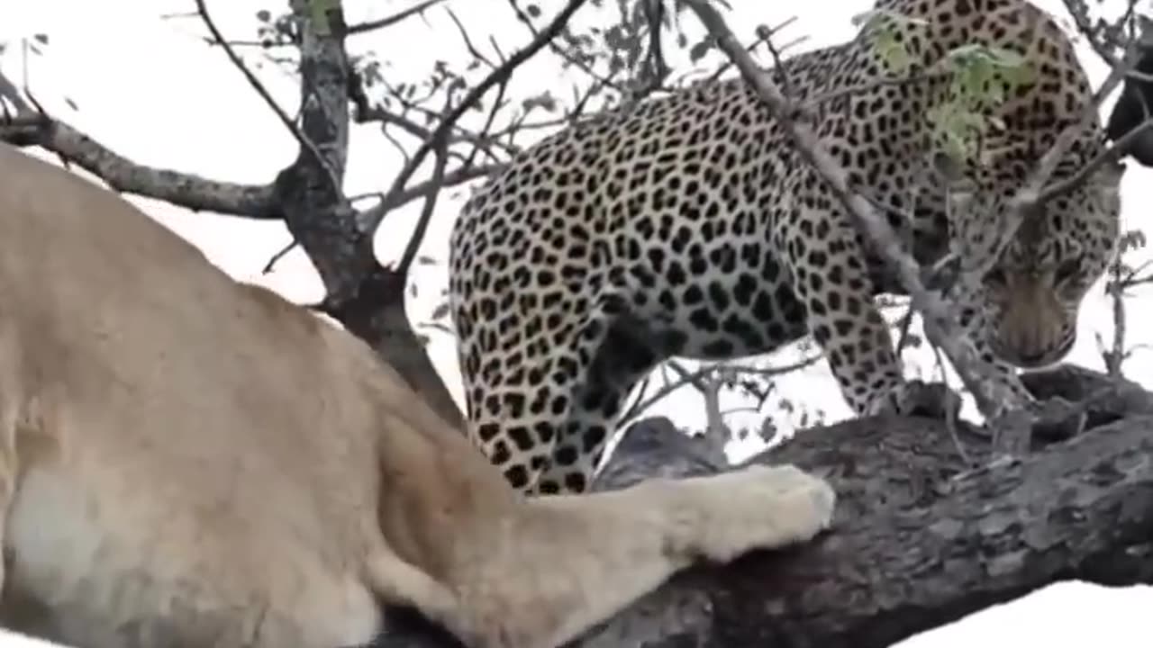 Lioness climbs tree to steal leopard’s kill!