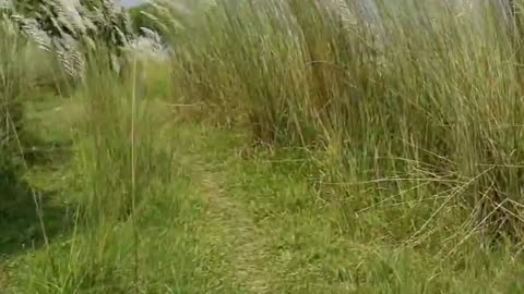 Wildlife is in closer view with a natural perspective.