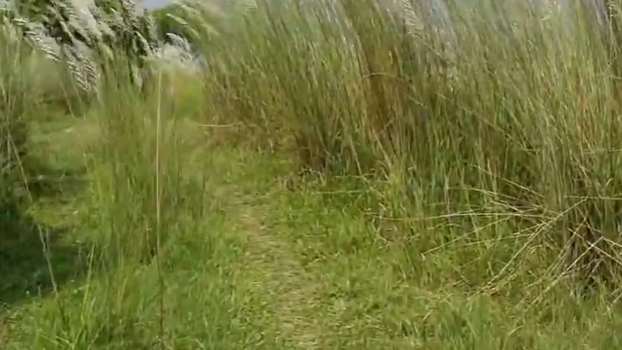 Wildlife is in closer view with a natural perspective.