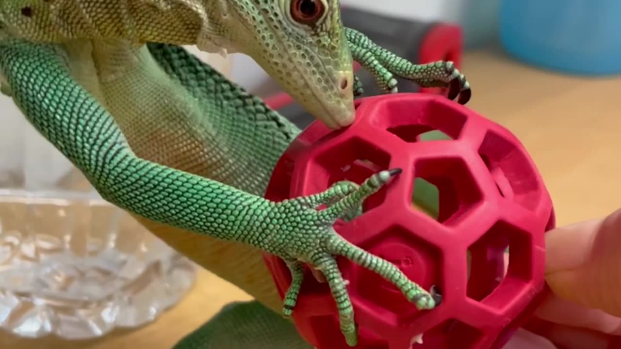 An Intelligent Lizard Plays With A Ball