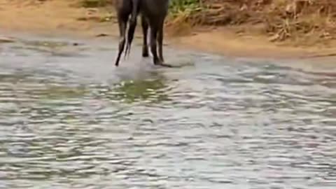 when crocodiles prey on prey larger than their bodies