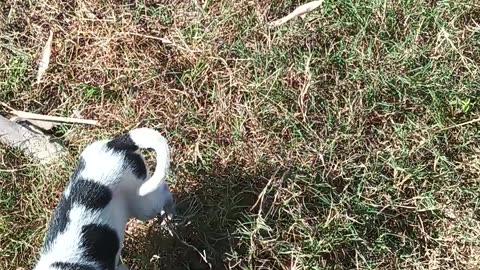 Sun-Kissed Pup: A day of relaxation