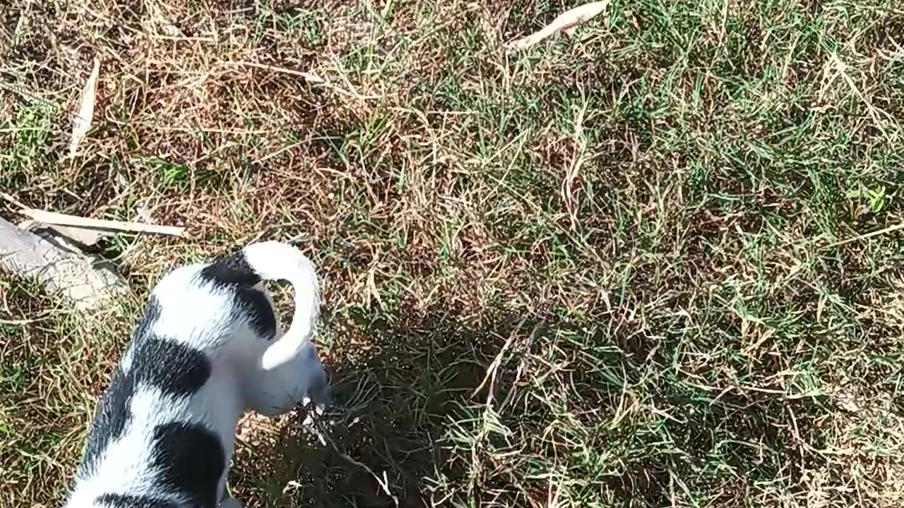 Sun-Kissed Pup: A day of relaxation