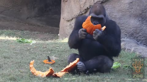 Elephant & Gorilla Pumpkin Party