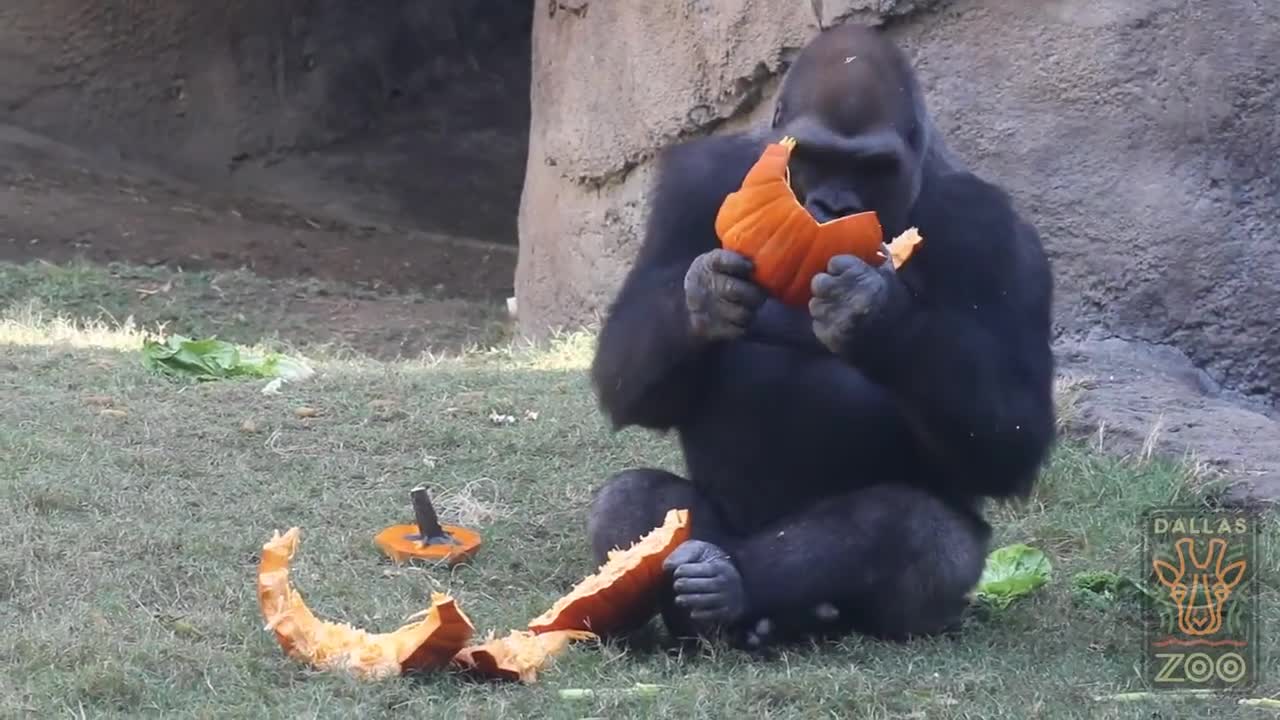 Elephant & Gorilla Pumpkin Party
