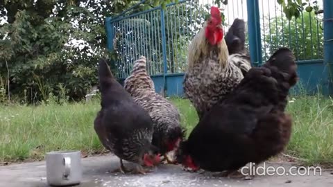 UNCLE FRANK OFFERS KEVIN CHICKENS AND A CHICKEN TRAILER