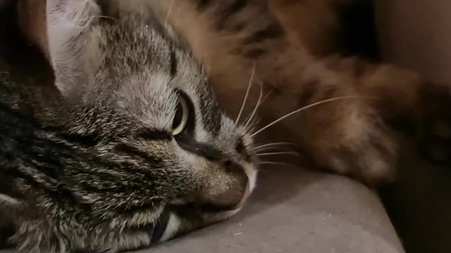 cute 🐈 cat! relaxation!mod!