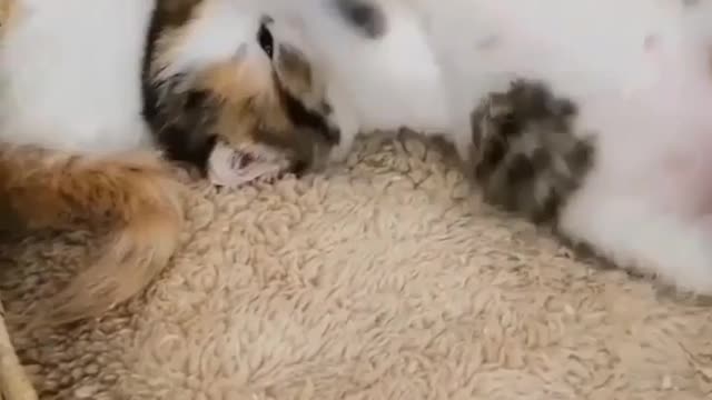 Baby cat funny reaction 😀😀