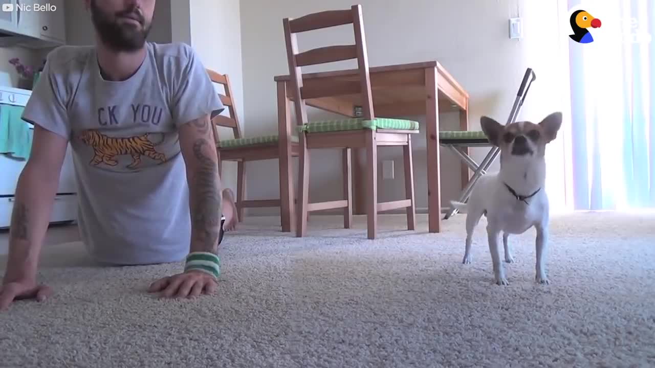 Puppy following is master to do all YOGA training that he is doing, what lovely cuteness puppy.