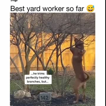 Yard Dog