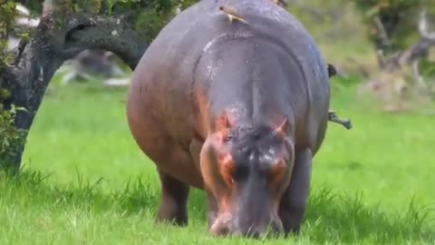 compilation of wild animals||2022