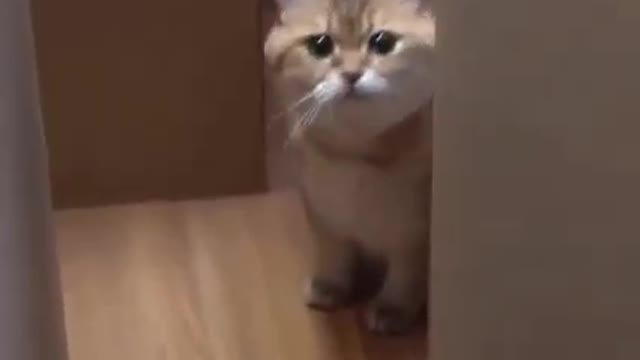 Funny cats video