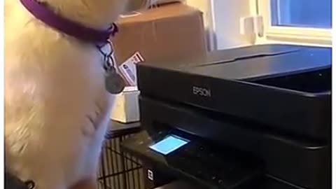 Funny cats