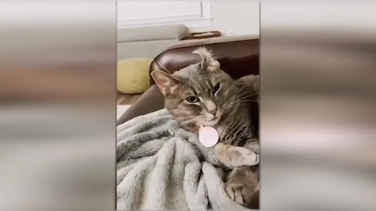 Videos of the cutest and funniest cats