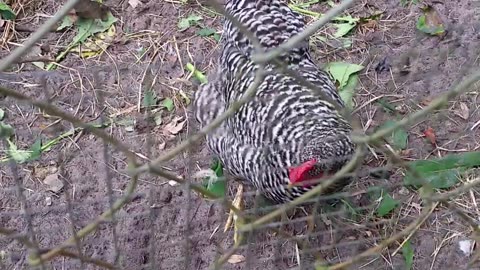 Chickens Get Pumpkin Treats