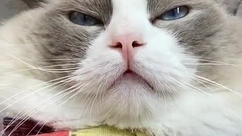 So cute