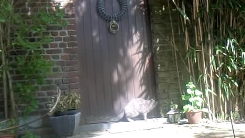 Smart cat knocks of door is locked see till end