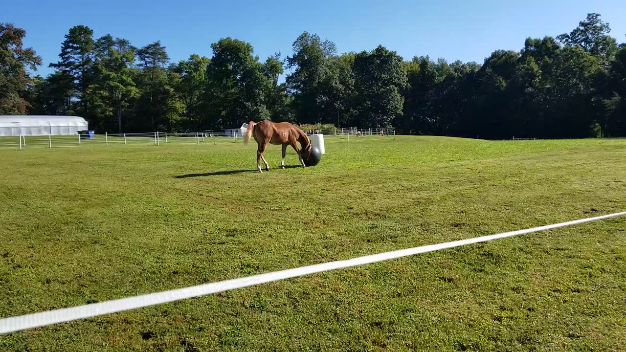 Oh ya the ball