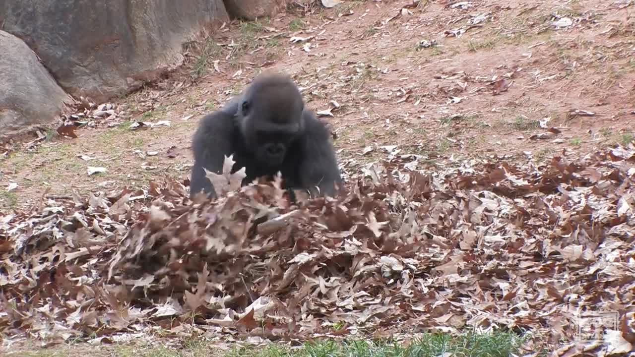 Gorillas playing