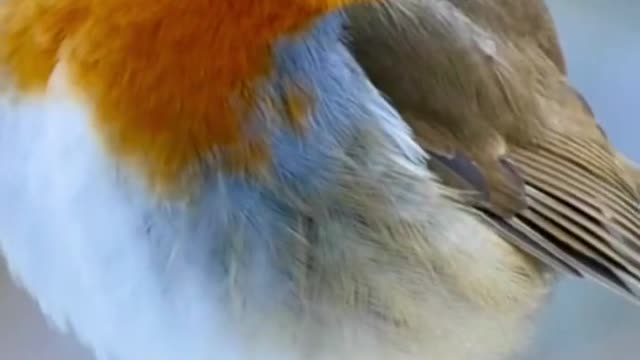 Birds in Winter