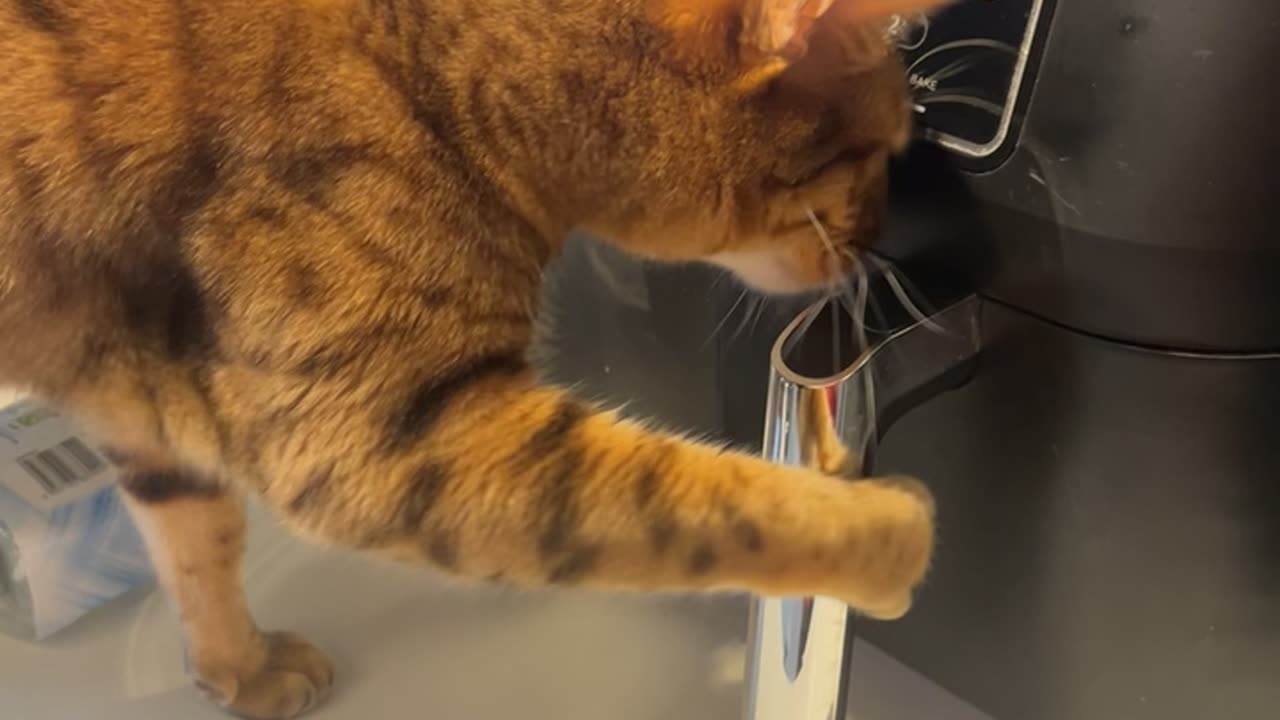 Bengal Cat Opens Air Fryer