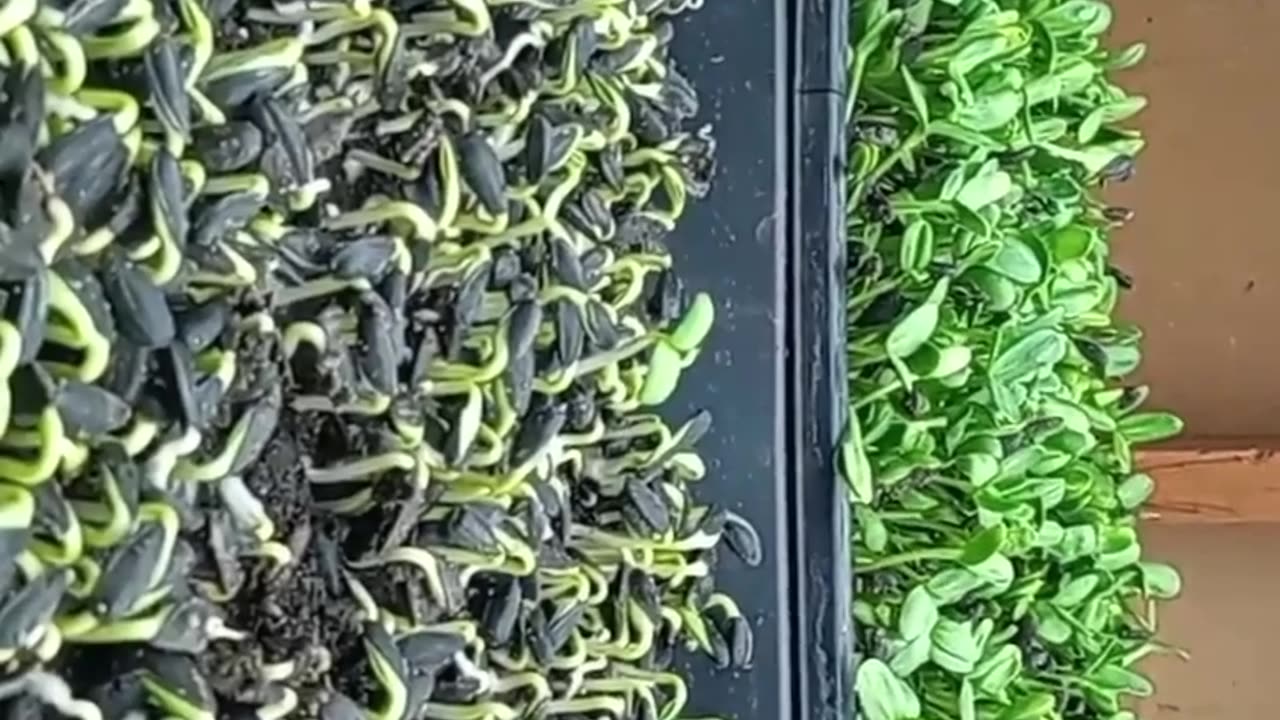 Trevor Hamberger rips the worlds scientific establishment to shreds using microgreens to guide him.