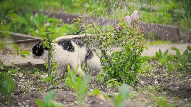 The cat runs away from the stream of water, in the garden the summer day, slow-motion