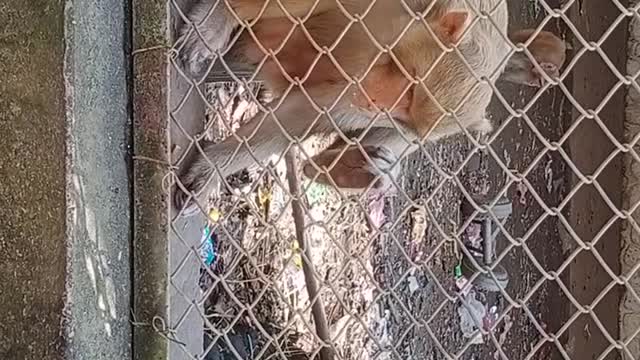 Kids talking with monkey in zoo 😅😅