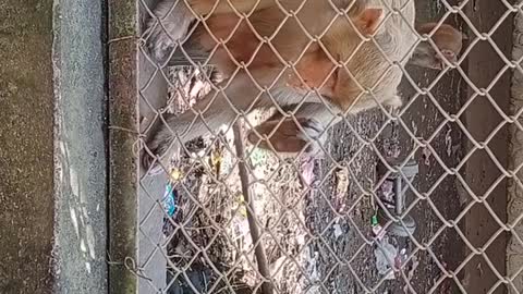 Kids talking with monkey in zoo 😅😅