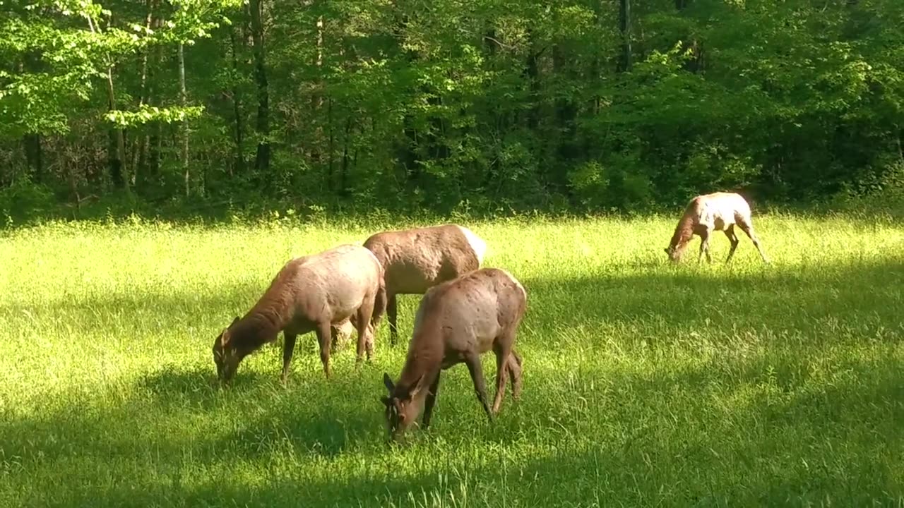 Smoky Mountain Elk - A collection of footage over the prior 7 years in the national park - #GSMNP